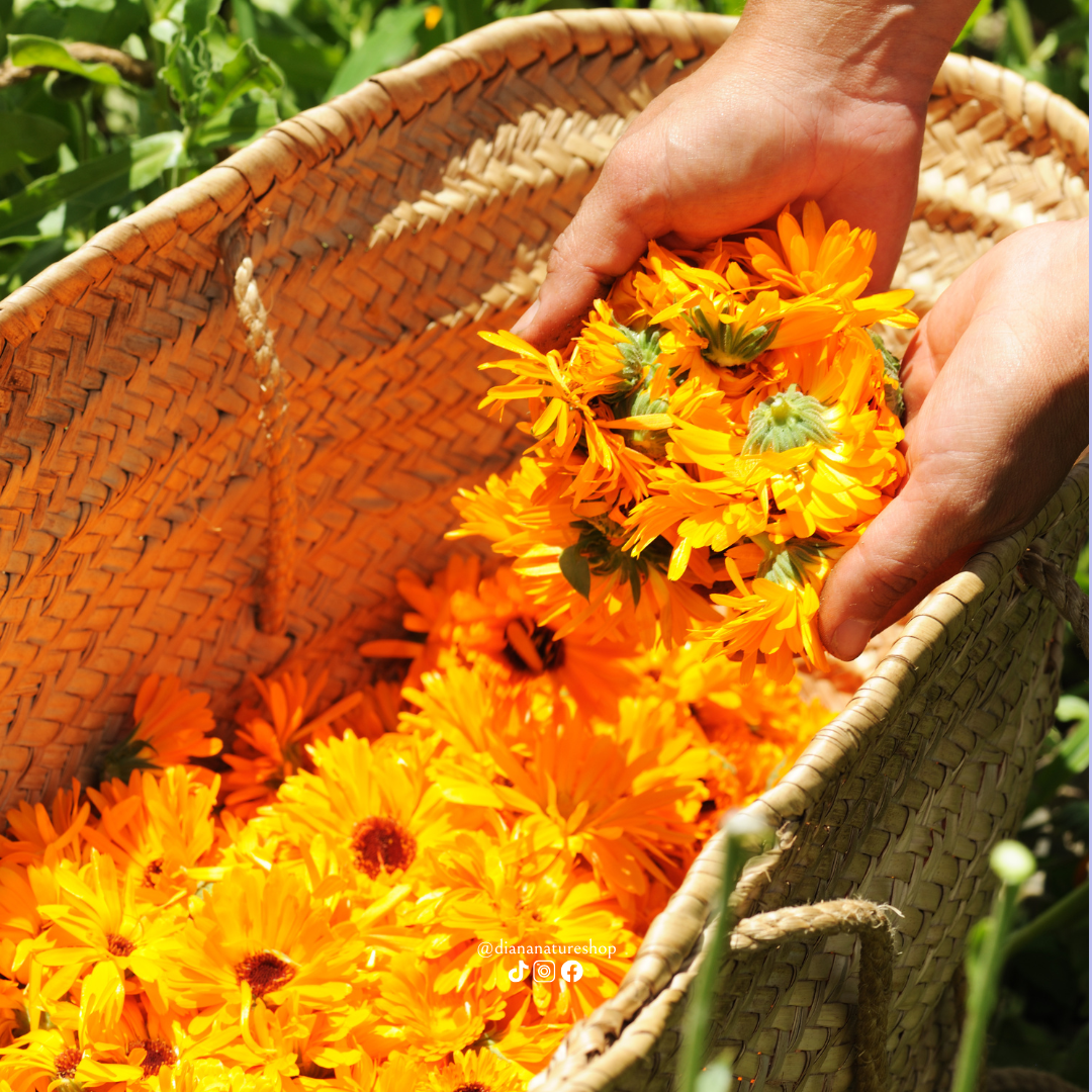 Calendula : histoire, bienfaits et utilisations dans les soins de la peau