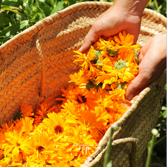 Calendula : histoire, bienfaits et utilisations dans les soins de la peau